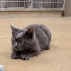 Illustration : Ce chaton au front gonfl&eacute; est soign&eacute; pour un abc&egrave;s, puis adopt&eacute; par la famille de celle qui l&rsquo;a secouru