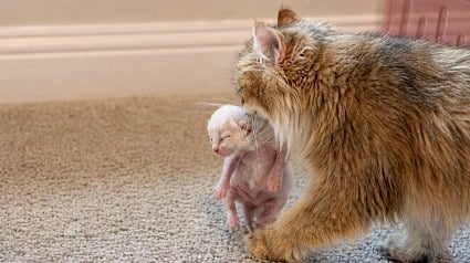 Illustration : Cette chatte d&eacute;place les petits d&rsquo;une autre maman pour les garder pr&egrave;s d&rsquo;elle, puis leur m&egrave;re les rejoint (vid&eacute;o)
