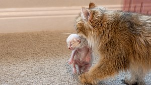 Illustration : Cette chatte déplace les petits d’une autre maman pour les garder près d’elle, puis leur mère les rejoint (vidéo)