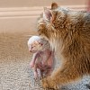 Illustration : Cette chatte d&eacute;place les petits d&rsquo;une autre maman pour les garder pr&egrave;s d&rsquo;elle, puis leur m&egrave;re les rejoint (vid&eacute;o)