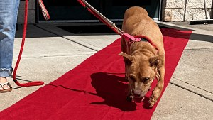 Illustration : Après plus de 5 ans au refuge, cette chienne séniore sort sur un tapis rouge pour rejoindre sa famille d’accueil