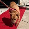 Illustration : Apr&egrave;s plus de 5 ans au refuge, cette chienne s&eacute;niore sort sur un tapis rouge pour rejoindre sa famille d&rsquo;accueil