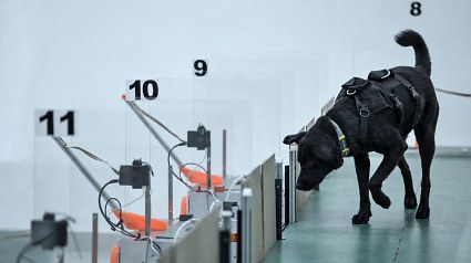 Illustration : Ces chiens reniflent des masques pour un test exp&eacute;rimental de d&eacute;pistage de certains cancers avec l&rsquo;IA