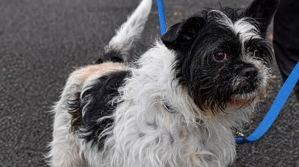 Illustration : Ce petit chien ne tire pas en laisse, mais peine &agrave; attirer l&rsquo;attention des adoptants au refuge