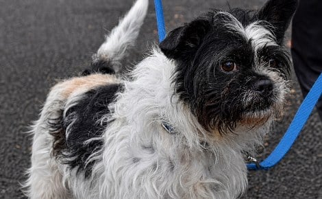 Ce petit chien ne tire pas en laisse, mais peine à attirer l’attention des adoptants au refuge
