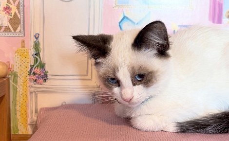 Ce chaton recueilli dehors fait d’une maison de poupées son repaire, puis sa famille d’accueil l’adopte