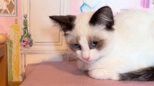Illustration : Ce chaton recueilli dehors fait d’une maison de poupées son repaire, puis sa famille d’accueil l’adopte