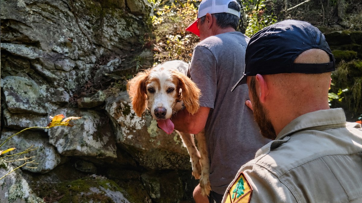 Illustration : "Cette chienne piégée à environ 45 mètres en contrebas d’une falaise est remontée par les secours"