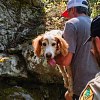 Illustration : Cette chienne pi&eacute;g&eacute;e &agrave; environ 45 m&egrave;tres en contrebas d&rsquo;une falaise est remont&eacute;e par les secours