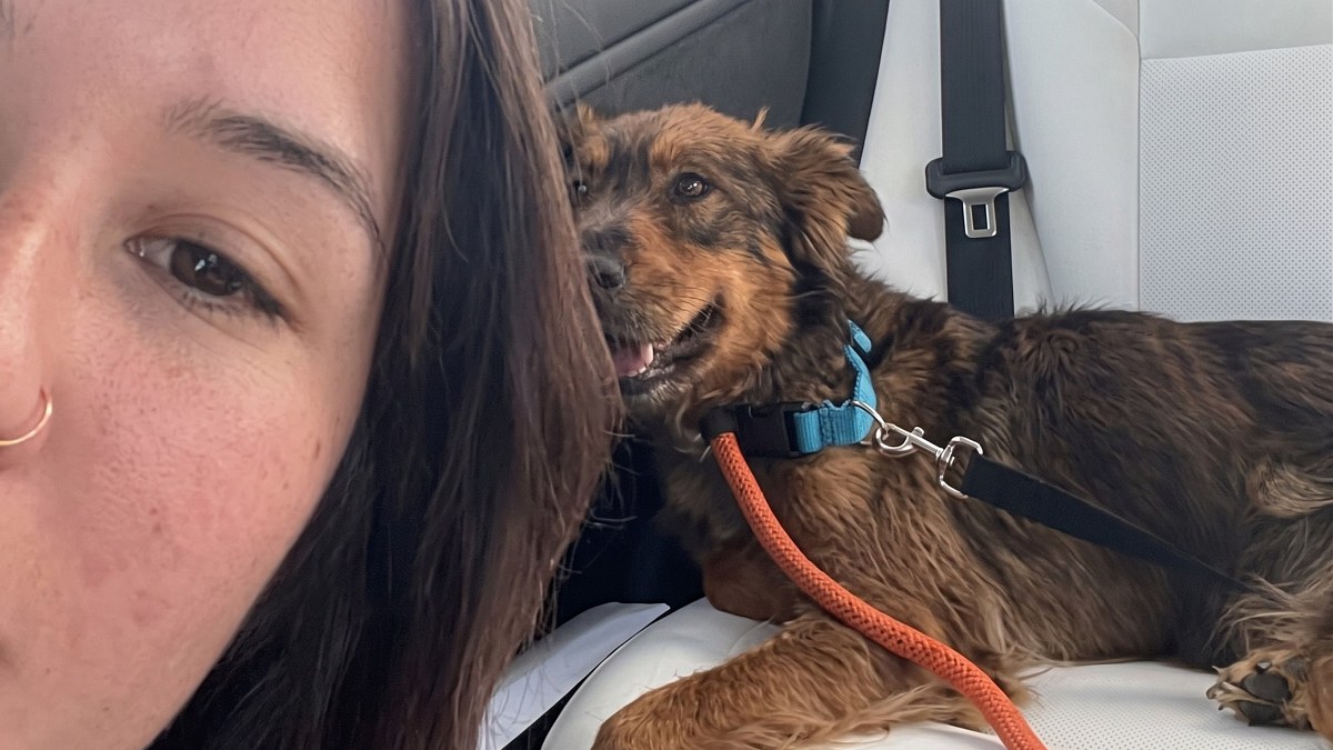 Illustration : "Cette chienne errante très maigre monte dans la voiture d'une inconnue, puis trouve une famille pour la vie"