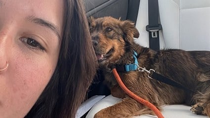 Illustration : Cette chienne errante tr&egrave;s maigre monte dans la voiture d'une inconnue, puis trouve une famille pour la vie