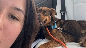 Illustration : Cette chienne errante très maigre monte dans la voiture d'une inconnue, puis trouve une famille pour la vie