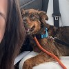 Illustration : Cette chienne errante tr&egrave;s maigre monte dans la voiture d'une inconnue, puis trouve une famille pour la vie
