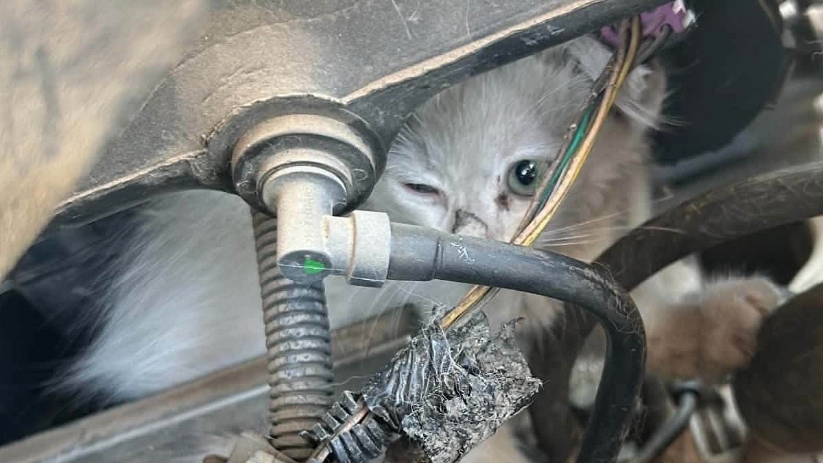 Illustration : "Un chaton coincé sous un capot est libéré grâce à des garagistes qui démontent plusieurs éléments du moteur"
