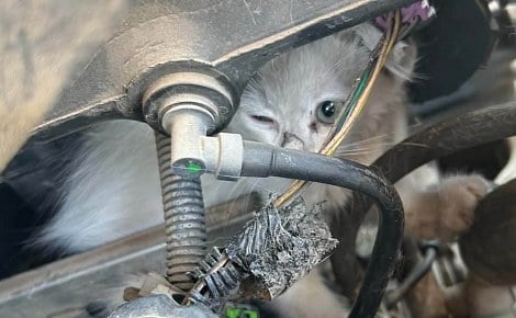 Un chaton coincé sous un capot est libéré grâce à des garagistes qui démontent plusieurs éléments du moteur