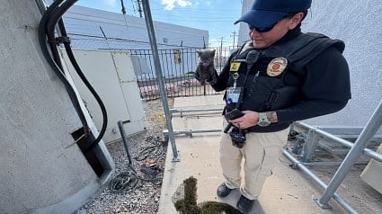 Illustration : Un chaton coinc&eacute; &agrave; 6 m&egrave;tres de profondeur est sauv&eacute; gr&acirc;ce &agrave; une corde descendue par un agent animalier