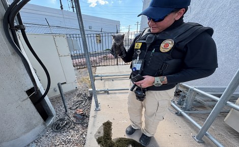 Un chaton coincé à 6 mètres de profondeur est sauvé grâce à une corde descendue par un agent animalier
