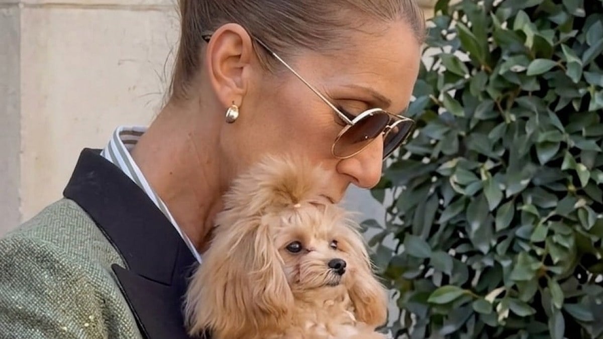 Illustration : "Céline Dion présente à ses fans sa petite chienne Madison, blottie dans ses bras devant son hôtel parisien (vidéo)"