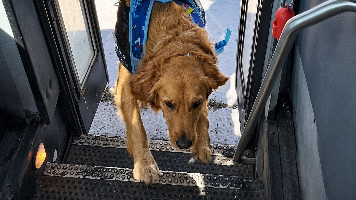 Illustration : "Ces chiens montent dans le bus avec leur cartable pour faire leur rentrée à la garderie (vidéo)"