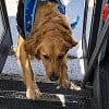 Illustration : Ces chiens montent dans le bus avec leur cartable pour faire leur rentr&eacute;e &agrave; la garderie (vid&eacute;o)
