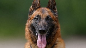 Illustration : Ce chien policier de 8 ans va prendre sa retraite et cherche un maître expérimenté pour l’accueillir