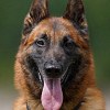 Illustration : Ce chien policier de 8 ans va prendre sa retraite et cherche un ma&icirc;tre exp&eacute;riment&eacute; pour l&rsquo;accueillir