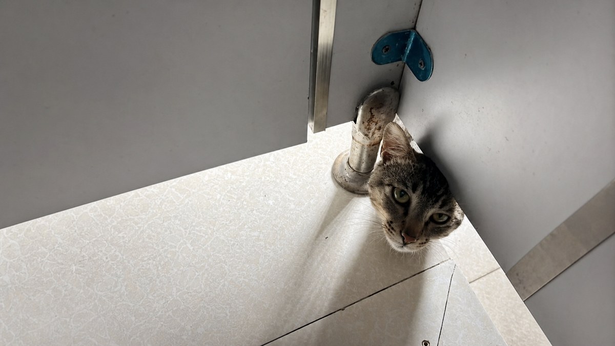 Illustration : "Ces chats et chiens se glissent dans des endroits improbables, de la capuche au frigo, en 14 photos"
