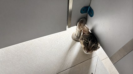 Illustration : Ces chats et chiens se glissent dans des endroits improbables, de la capuche au frigo, en 14 photos
