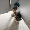 Illustration : Ces chats et chiens se glissent dans des endroits improbables, de la capuche au frigo, en 14 photos