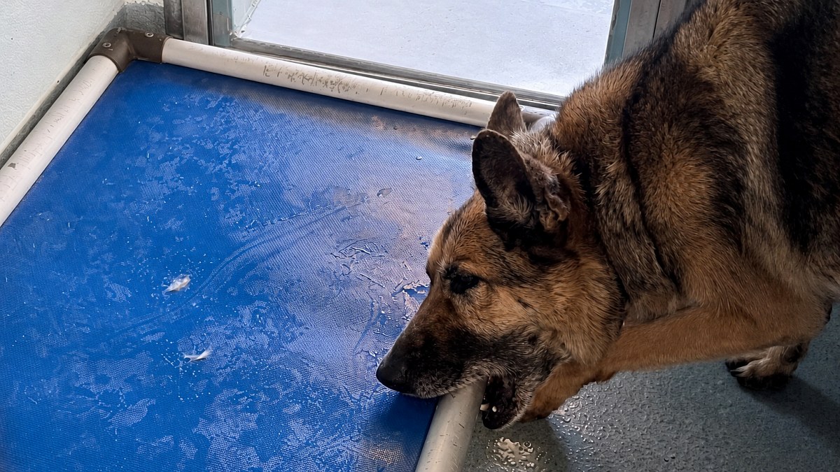 Illustration : "Ce chien perd son foyer après 8 ans, puis une vidéo l’aide à être adopté et à échapper à l’euthanasie"