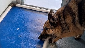 Illustration : Ce chien perd son foyer après 8 ans, puis une vidéo l’aide à être adopté et à échapper à l’euthanasie