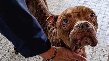 Illustration : Des policiers venus avec un huissier d&eacute;couvrent une chienne tr&egrave;s amaigrie dans une pi&egrave;ce ferm&eacute;e