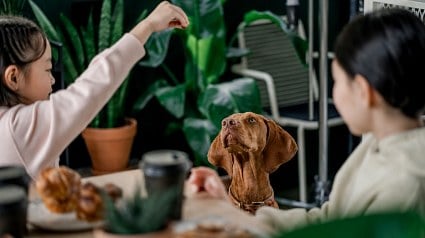 Illustration : Votre chien qu&eacute;mande &agrave; table ? 11 conseils pour l&rsquo;aider &agrave; rester &agrave; sa place pendant vos repas