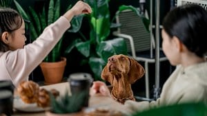 Illustration : "Votre chien quémande à table ? 11 conseils pour l’aider à rester à sa place pendant vos repas"