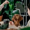 Illustration : Votre chien qu&eacute;mande &agrave; table ? 11 conseils pour l&rsquo;aider &agrave; rester &agrave; sa place pendant vos repas