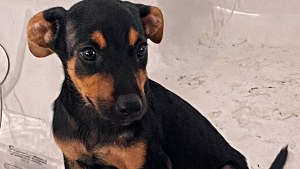Illustration : Lemon, une chienne de 2 mois sauvée de la rue, cherche une famille prête à faire toute son éducation