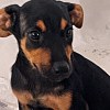 Illustration : Lemon, une chienne de 2 mois sauv&eacute;e de la rue, cherche une famille pr&ecirc;te &agrave; faire toute son &eacute;ducation