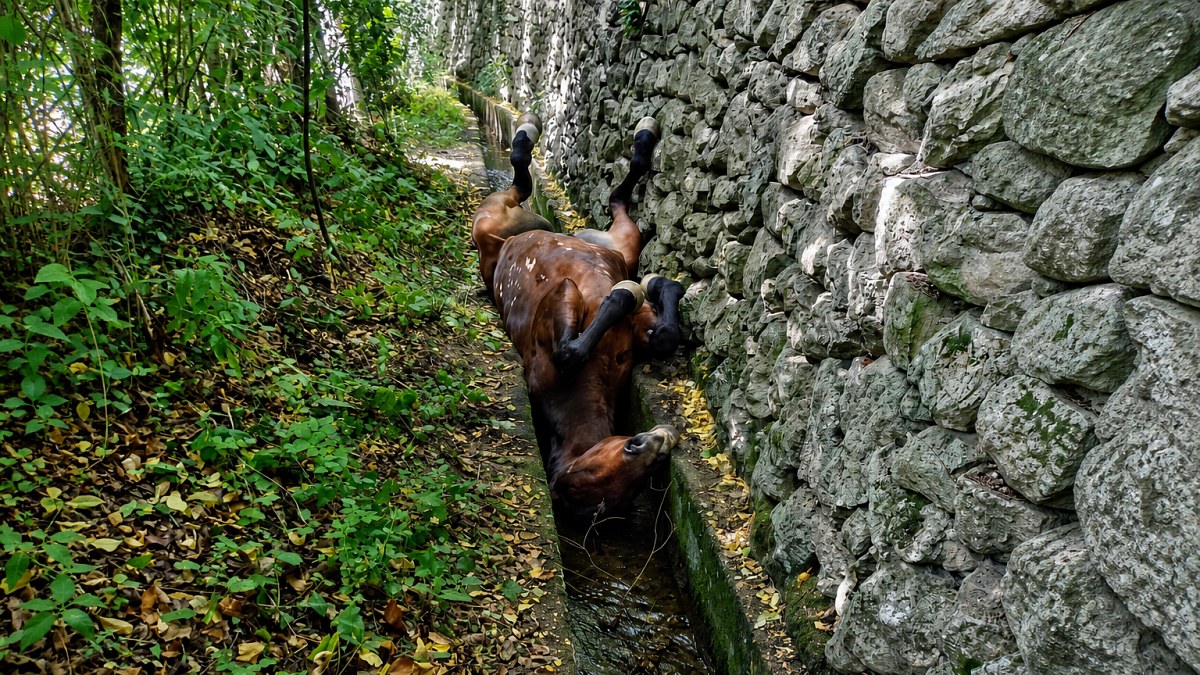 Illustration : "Un cheval de 23 ans coincé sur le dos dans un canal est sauvé par les pompiers après une chute de 4 mètres"