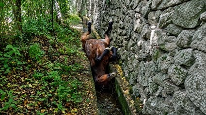 Illustration : Un cheval de 23 ans coinc&eacute; sur le dos dans un canal est sauv&eacute; par les pompiers apr&egrave;s une chute de 4 m&egrave;tres