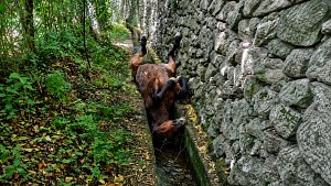Illustration : "Un cheval de 23 ans coincé sur le dos dans un canal est sauvé par les pompiers après une chute de 4 mètres"