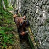 Illustration : Un cheval de 23 ans coinc&eacute; sur le dos dans un canal est sauv&eacute; par les pompiers apr&egrave;s une chute de 4 m&egrave;tres