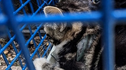Illustration : Un chaton avec un goulot de bocal bris&eacute; autour du cou est lib&eacute;r&eacute; au refuge sans blessure grave