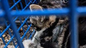 Illustration : Un chaton avec un goulot de bocal brisé autour du cou est libéré au refuge sans blessure grave