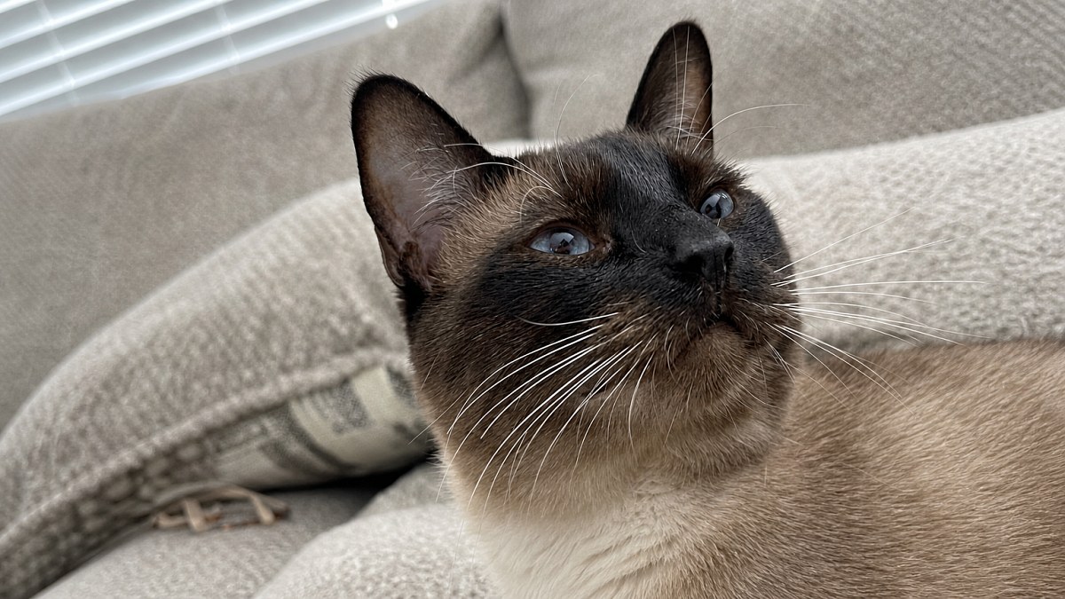 Illustration : "Ces 8 races de chats ont tendance à donner de la voix pour se faire comprendre de leurs humains"