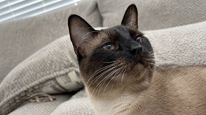 Illustration : Ces 8 races de chats ont tendance &agrave; donner de la voix pour se faire comprendre de leurs humains