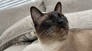 Illustration : Ces 8 races de chats ont tendance &agrave; donner de la voix pour se faire comprendre de leurs humains