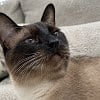 Illustration : Ces 8 races de chats ont tendance &agrave; donner de la voix pour se faire comprendre de leurs humains