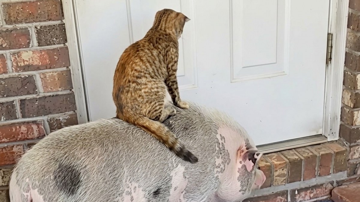 Illustration : "Cette chatte de ferme se déplace sur le dos de son amie la truie, même pour les plus courts trajets (vidéo)"