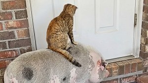 Illustration : Cette chatte de ferme se déplace sur le dos de son amie la truie, même pour les plus courts trajets (vidéo)