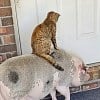 Illustration : Cette chatte de ferme se d&eacute;place sur le dos de son amie la truie, m&ecirc;me pour les plus courts trajets (vid&eacute;o)